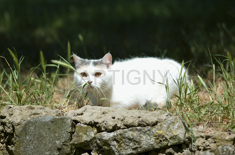 BRITISH SHORTHAIR 064.jpg